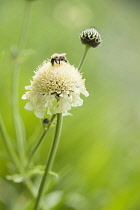 Giant scabious, Cephalaria gigantea, Pale yellow flower with a bud behind with a bumblebee collecting nectar from the pollen rich flower.