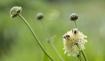 Giant scabious, Cephalaria gigantea, Pale yellow flower with a bud behind with a bumblebee collecting nectar from the pollen rich flower.