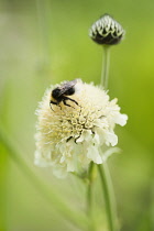 Giant scabious, Cephalaria gigantea, Pale yellow flower with a bud behind with a bumblebee collecting nectar from the pollen rich flower.