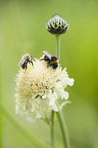 Giant scabious, Cephalaria gigantea, Pale yellow flower with a bud behind with a bumblebee collecting nectar from the pollen rich flower.