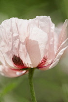 Oriental poppy, Papaver orientale 'Cedric Morris', Close cropped side view of sunlit pale pink flower with deep red markings and crinkled petals.
