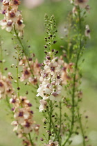 Mullein, Verbascum 'Southern Charm', Side view of several stems bearing pale apricot flowers with dark centres.