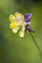Columbine, Aquilegia hybrid, Purple outer petals and a yellow centre and stamens.