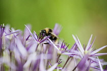 Allium, Allium christophii, Several spikey single pale purple coloured florets and a bumblebee collecting nectar from one.