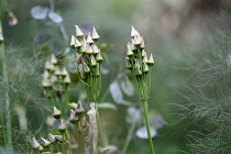 Bulgarian honey garlic, Nectaroscordum siculum bulgaricum, Side view of 2 flowerheads  that have folded back in ready to turn to seeds, with Bronze fennel, Foeniculum vulgare 'Purpureum' and Honesty,...