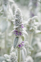 Lambs' ears, Stachys byzantina, Close side view of one spire of this soft fluffy plant with silver foliage and buds and small pink purple flowers.