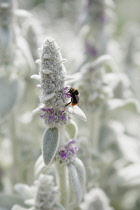 Lambs' ears, Stachys byzantina, Close side view of one spire of this soft fluffy plant with silver foliage and buds and small pink purple flowers.