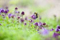 Thyme, Mother of thyme, Thymus praecox, Close side view of some flowers rising above soft focus foliage with a bee collecting nectar from one flower.