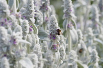 Lambs' ears, Stachys byzantina, Side view of several spires of this soft fluffy plant with silver foliage and buds and small pink purple flowers and bumblebee collecting nectar from a flower.