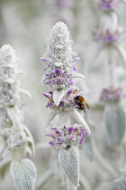 Lambs' ears, Stachys byzantina, Side view of several spires of this soft fluffy plant with silver foliage and buds and small pink purple flowers and bumblebee collecting nectar from a flower.