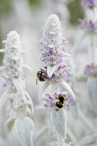 Lambs' ears, Stachys byzantina, Side view of several spires of this soft fluffy plant with silver foliage and buds and small pink purple flowers and two bumblebees collecting nectar from a flower.