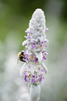 Lambs' ears, Stachys byzantina, Side view of several spires of this soft fluffy plant with silver foliage and buds and small pink purple flowers and bumblebee collecting nectar from a flower.