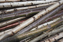 Silver birch, Betula pendula with Alder, Alnus glutinosa and one Ash, Fraxinus excelsior, Coppiced stems stacked ready for use.