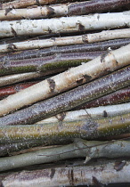 Silver birch, Betula pendula with Alder, Alnus glutinosa and one Ash, Fraxinus excelsior, Coppiced stems stacked ready for use.