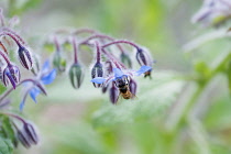 Borage, Borago officinalis, Close view of some sprays of blue flowers, some of which have dropped leaving the empty sepals and bee collecting nectar from a flower.