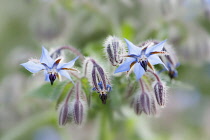 Borage, Borago officinalis, Close view of some sprays of blue flower with black stamens forming points, some flowers have dropped leaving the empty sepals.