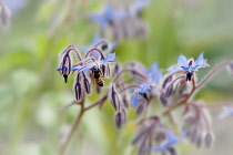 Borage, Borago officinalis, Close view of some sprays of blue flowers, some of which have dropped leaving the empty sepals and bee collecting nectar from a flower.