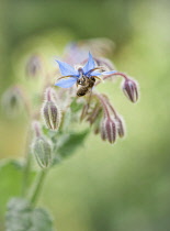 Borage, Borago officinalis, Close view of some sprays of blue flowers, some of which have dropped leaving the empty sepals and bee collecting nectar from a flower.