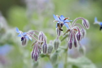 Borage, Borago officinalis, Close view of some sprays of blue flowers, some of which have dropped leaving the empty sepals and bee collecting nectar from a flower.