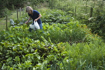 Spinach, Spinacea oleracea, Woman collecting leaves of vegetables also including beetroot and potato, as well as Marigold, growing in a vegetable patch allotment in a country garden, bordered with a w...