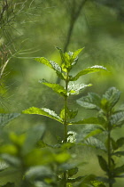 Mint, Spearmint, Mentha spicata, Side view of one stem and leaves picked out in sunlight with others behind and fennel leaves to the left.