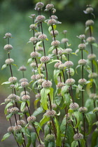 Jerusalem sage, Phlomis turberosa 'Amazone', Side view of several reddish brown stems, with the globes where the flowers have been remaining as structural interest, these will endure right through win...