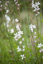 Gaura, Gaura lindheimeri, Side view of several slender stems with white flowers from pink red sepals and long stamens, sparse flowering creates a transparent effect.