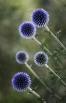 Globe thistle, Echinops 'Veitch's blue', Five white stems with spikey, spherical, deep blue heads viewed from an angle, creating a dynamic effect.