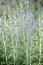 Russian sage, Perovskia 'Blue spire', Side view of several white stems with feathery silver leaves and sparse, furry, blue purple flowers, creating a transparent effect.