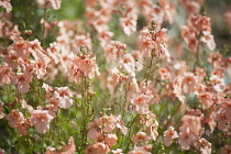 Twinspur, Diascia barberae 'Apricot Queen',Top view of a profusion of peach coloured flowers with darker centres in sunlight.