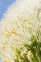 Agave, Agave attenuata, Close up showing texture.