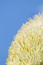 Agave, Agave attenuata, Close up showing texture.