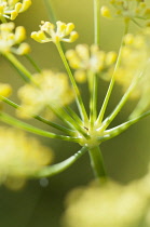 Apiaceae, Apiaceae Umbelliferae, close up showing umbellifer shape.