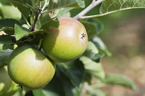 Apple, Malus domestica 'Lord Lambourne, Two apples growing on the tree, with leaves.