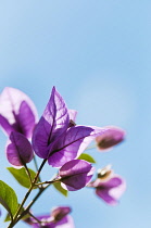 Bougainvillea,  Sprig of flowers backlit against clear blue sky.