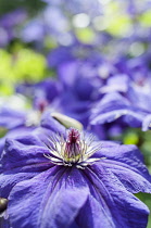 Clematis, Clematis happy birthday 'zohapbi', Close up showing stemen.