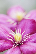 Clematis, Clematis 'Ville de Lyon' flower showing stamen, with another out of focus behind.