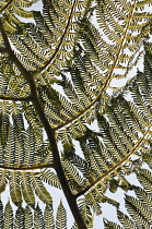 Tree fern, Cycad, Close up showing keaf pattern, Madeira.