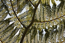 Tree fern, Cycad, Close up showing keaf pattern, Madeira.