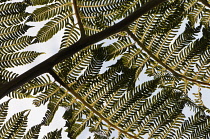 Tree fern, Cycad, Close up showing keaf pattern, Madeira.