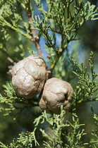 Tecate Cypress, Cupressus forbesii, Close view of two cones of growing amongst its foliage.