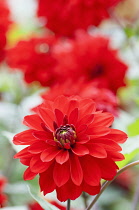 Dahlia, Dahlia Murdoch, Close up of red coloured flower.