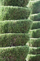 Cypress, Chamaecyparis, Topiary, plant cut into a stacked shape.