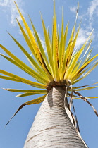 Dragon tree, Dracaena fragrans,  Viewed from underneath showing  the long trunk and spikey foliage, Madeira.