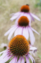 Echinacea, Purple Coneflower , Echinacea purpurea, Three flowers in a line.