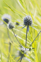 Sea holly, Eryngium planum, Growing  against bright green foliage.