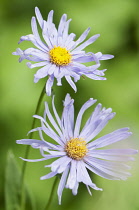 Fleabane, Erigeron 'Azure beauty', Close up of two daisy shaped flowers.