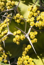 Cow's horn, Euphorbia grandicornis, Close up showing the spines and small yellow flowers.
