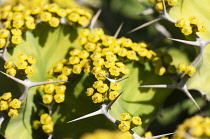 Hazel, Cob nut, Corylus avellana, Close up of yellow flowers and spiky thorns.