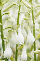 Summer Hyacinth, Galtonia candicans, closed up showing white flowers.